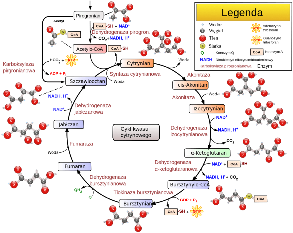 cykl-krebsa-szlaki-metaboliczne